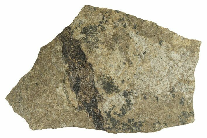 Carboniferous Fish (Gyrolepidotus) - Siberia #228881